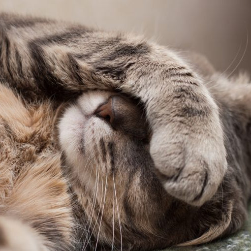 Sintomas de alergía en la piel de gatos