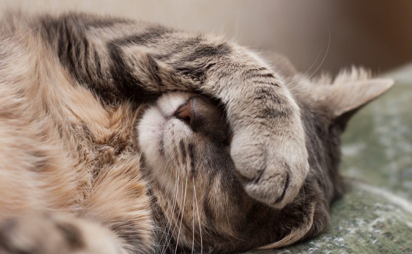 Sintomas de alergía en la piel de gatos