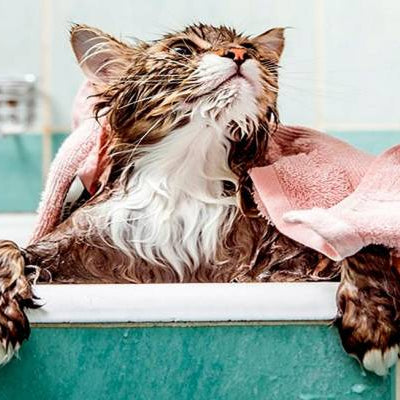Cada cuánto puedo bañar a mi gato