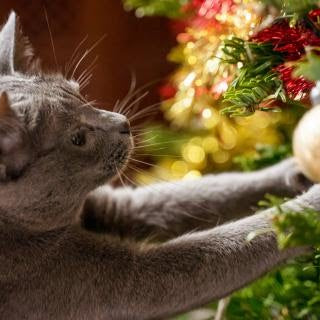 El amor de los gatos por el árbol de navidad