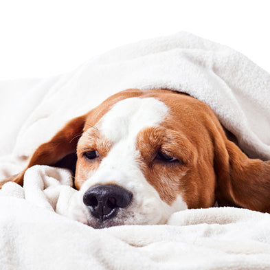 Las enfermedades respiratorias más frecuentes en perros