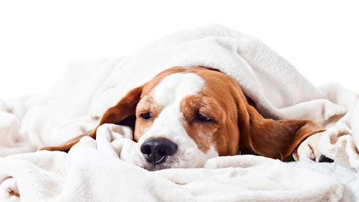 Las enfermedades respiratorias más frecuentes en perros