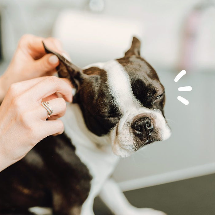 ¿Cómo limpiar las orejas a mi perro correctamente?