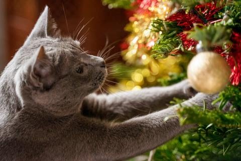 El amor de los gatos por el árbol de navidad